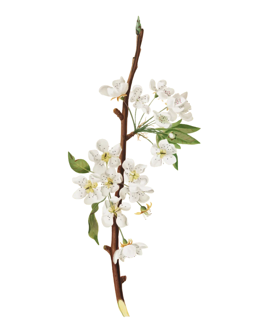 Decorative Flower