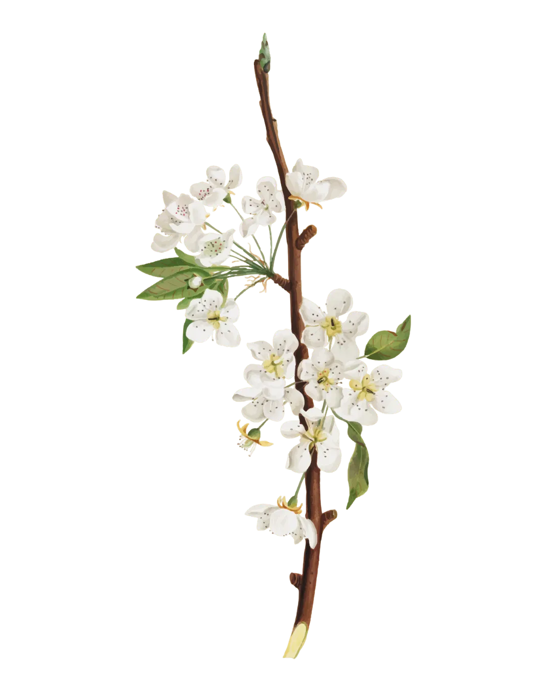 Decorative Flower